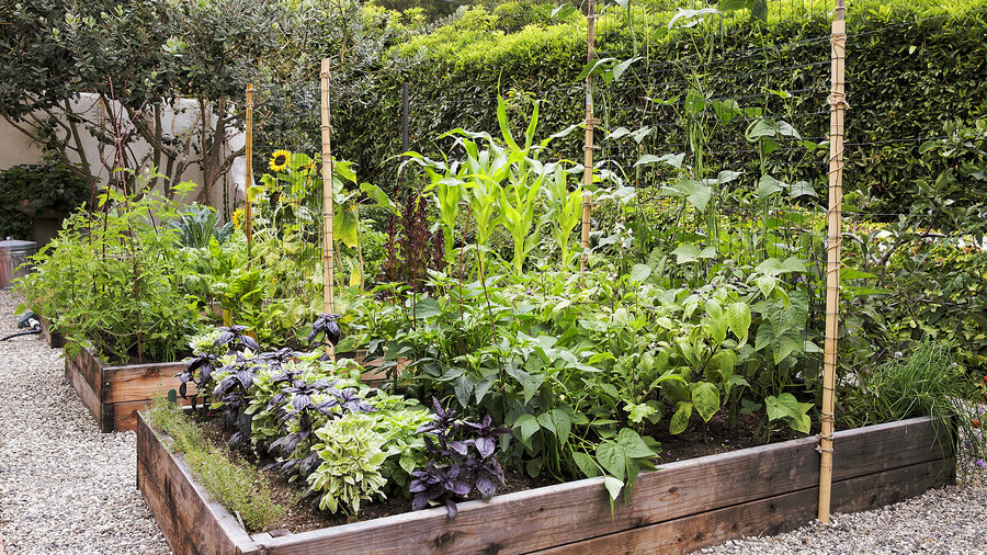 Raised beds