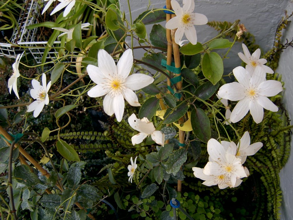White clematis flowering in a Wellington garden